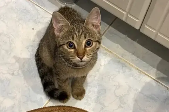Найдена кошка, Нахабино, фото: Кошка найдена на Институтской, 3А, Нахабино