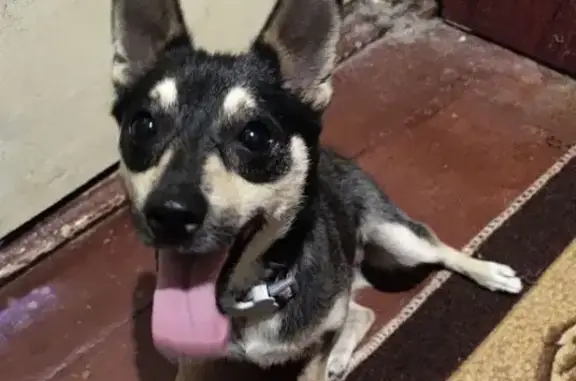 Найдена собака, ул. Клары Цеткин, 32