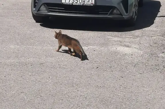 Кошка найдена: 13, Старый Оскол