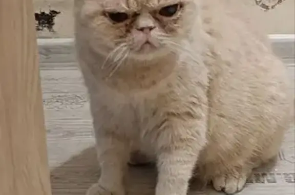 Кошки потеряшки, Ленинградская область, фото: Потеряшка кошка в Пениковском поселении