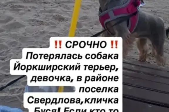 Пропала собака, Дзержинск, Свердлова 58