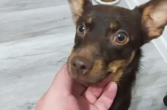 Найдена собака, Тюмень, фото: Собака найдена: Московский тракт, 131