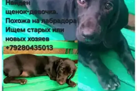 Найдена собака, Минеральные Воды, фото: Собака найдена: пр. Карла Маркса, 54