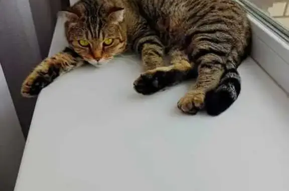 Кошка найдена: Рождественская ул., Москва