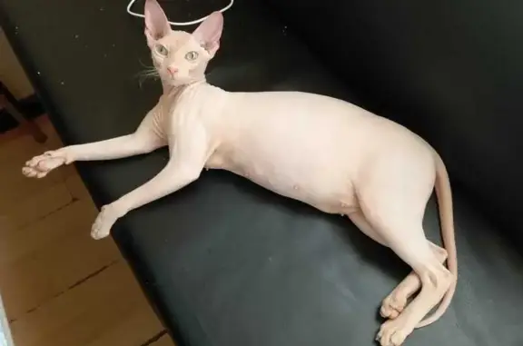 Кошки потеряшки, Санкт-Петербург, фото: Потеряшка кошка, пр. Гагарина 18к1, СПб