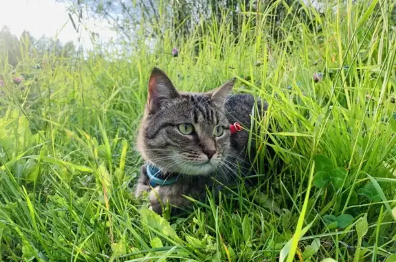 Кошки потеряшки, Усинск, фото: Потеряшка кошка, Усинск, пр. Геологоразведчиков 20