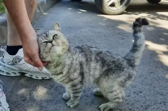 Кошка найдена, ул. Братьев Касимовых, Казань