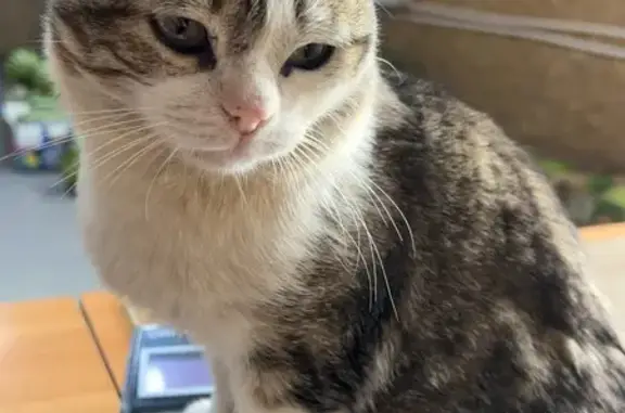 Пропала кошка, Трактовая ул., Пермский край