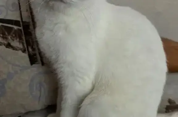 Кошки потеряшки, Пенза, фото: Потеряшка кошка Милка, Кижеватова 20