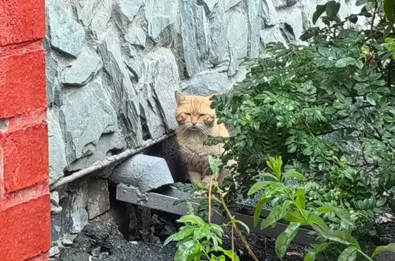Найдена кошка, Екатеринбург, фото: Кошка найдена, Билимбаевская 31/1