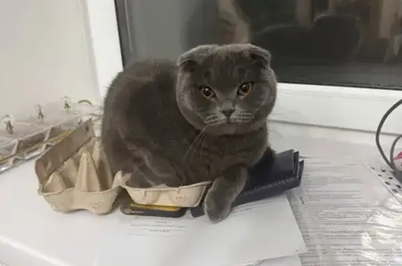 Пропал серый кот, ул. Иванова, 2, Улан-Удэ