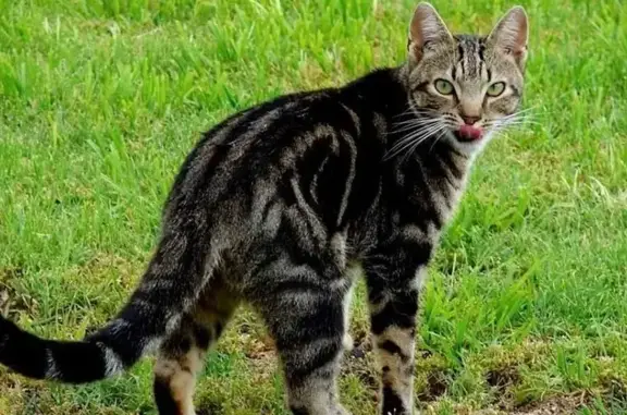 Кошки потеряшки, Таганрог, фото: Потеряшка кошка, ул. Чехова 346/3, Таганрог