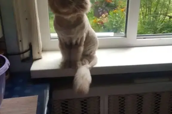 Потерянные животные Ханты-Мансийск, фото: Пропала кошка, ул. Пушкина 12, Х-Мансийск