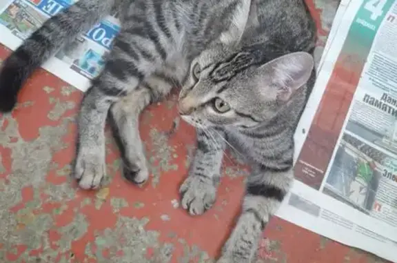 Найдена кошка, Волгоград, фото: Кошка найдена, ул. Кропоткина, 1, Волгоград