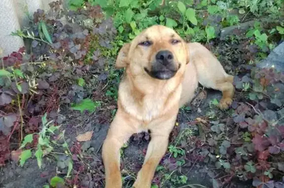 Собака найдена: Садовая ул., им. Ленина