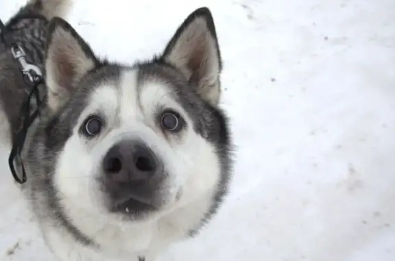 Собаки потеряшки, Владимирская область, фото: Потеряшка хаски, Новосельское, Владимирская обл.