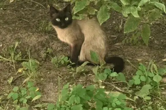 Найденные животные Томск, фото: Кошка на Алтайской улице, Томск