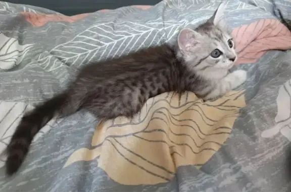 Кошки потеряшки, Усть-Кинельский, фото: Потеряшка кошка, Лесная 38А, Усть-Кинельский