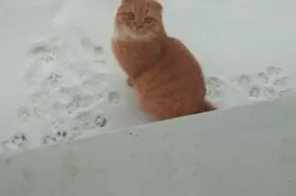 Пропал рыжий кот, Классный пер., 18, Оренбург