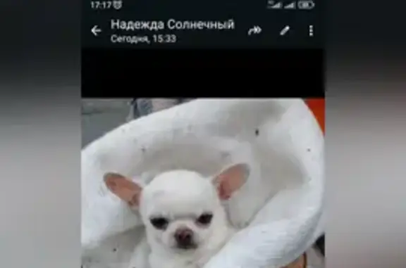 Найдена собака, Берёзовский, фото: Собака найдена: Театральная ул., Берёзовский