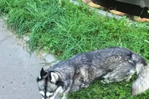 Найдена собака, Москва, фото: Собака найдена: Глебовская ул., 7, Москва