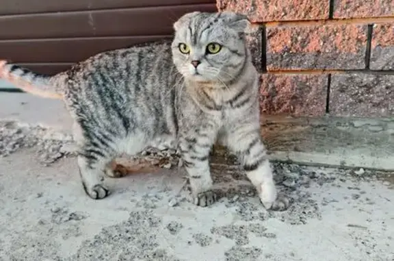 Пропала кошка на Взлётной улице, Ульяновск
