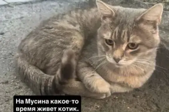 Кошка найдена: ул. Мусина, Казань