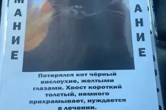 Пропала кошка, ул. Богданова, Москва