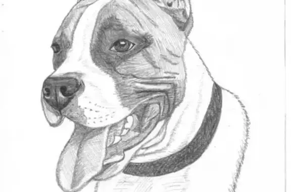 Собака Дуся найдена на Новощукинской, Москва