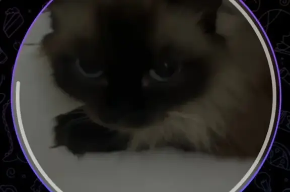 Пропала кошка, ул. 5 Армии, 111, Тара