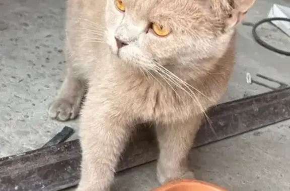 Кот найден: Дачная ул., 117, Краснодар