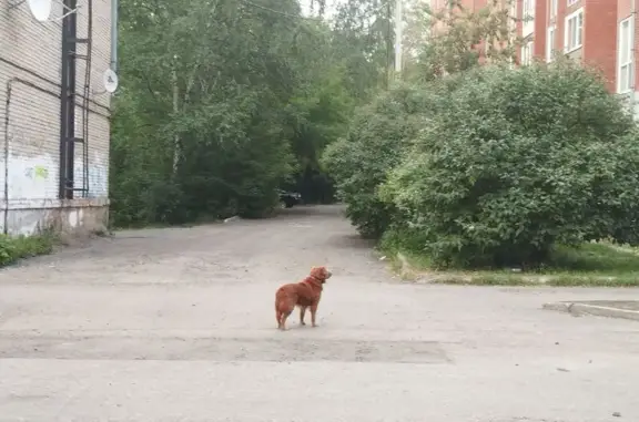 Собака найдена на ул. Гоголя, 35, Томск