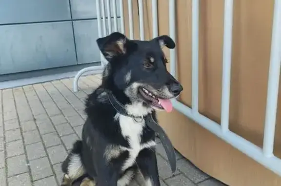 Найдена собака, Москва, фото: Собака найдена вл1 с47, Москва