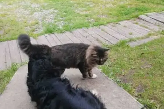 Пропала кошка, Амурская область