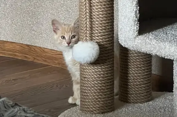 Найдена кошка, Можайск, фото: Кошка найдена: Можайск, Московская 13