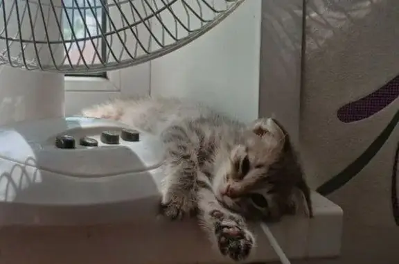 Кошки потеряшки, Оренбург, фото: Потеряшка кошка, Станочный пер., 6, Оренбург