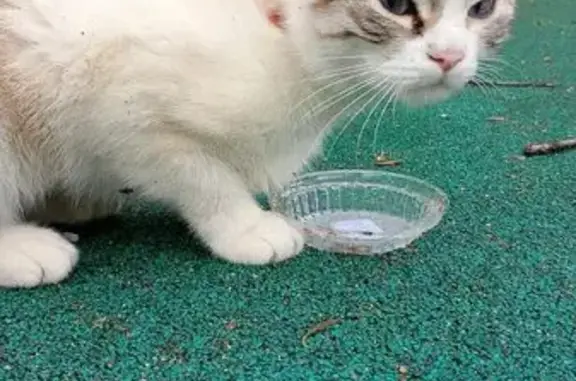 Найдена кошка, Парголово, фото: Кошка найдена: Парголово, ул. Озёрная