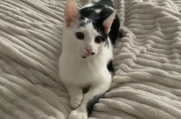 Найдена кошка, Златоуст, фото: Найден котёнок на Гагарина, 4-я линия, 12