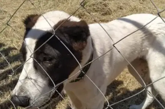Найдена собака, Приморско-Ахтарск, фото: Щенок найден: ул. Братьев Кошевых, 5/1