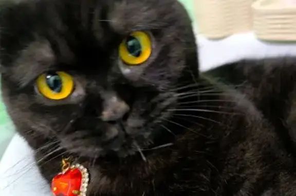 Кошки потеряшки, Барнаул, фото: Потеряшка черная кошка, 2-я Снежная, 19