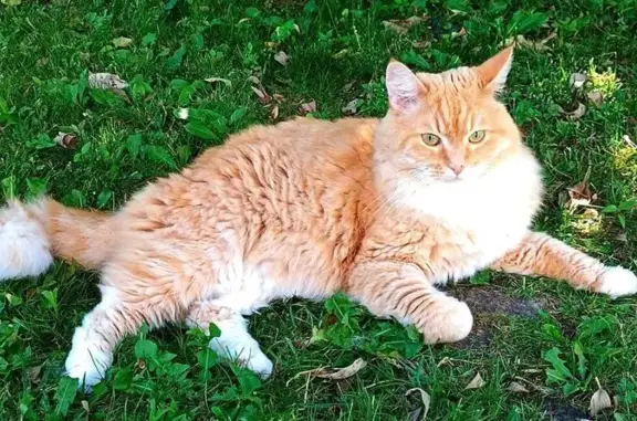 Пропала кошка Филя, МО, нежно рыжая