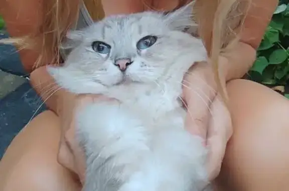 Кошки потеряшки, , фото: Потеряшка кошка на Северной, 36, Супсех