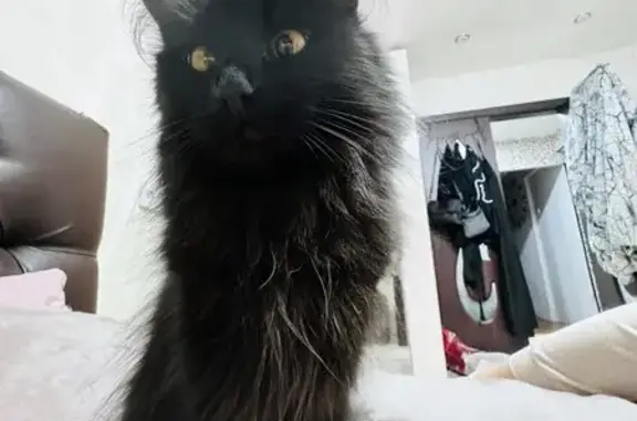 Пропала кошка, Саянск, ул. 12