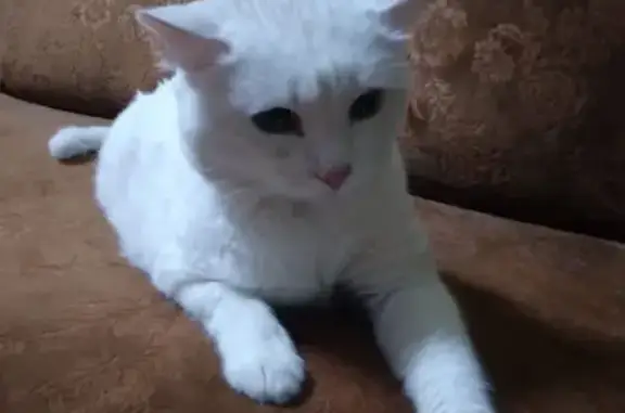 Кошка найдена: Волгоградская, 34А, Кемерово