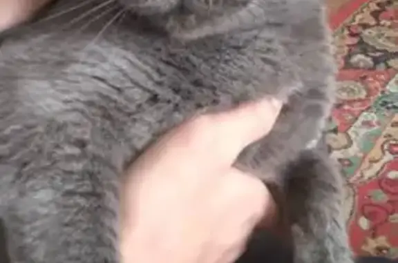 Кошки потеряшки, Новотроицк, фото: Потеряшка кошка, ул. Мичурина 32, Новотроицк