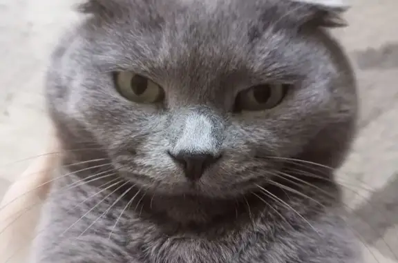 Кошки потеряшки, Воронеж, фото: Потеряшка кошка, ул. Героев-Сибиряков, 51