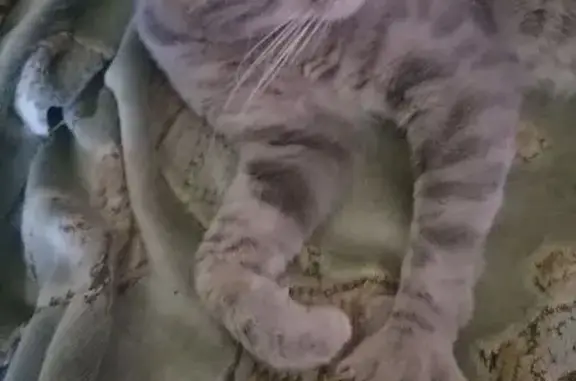 Найдена кошка, Саратов, фото: Кошка найдена, ул. Миллеровская, Саратов