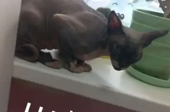 Найдена кошка, Симферополь, фото: Кошка найдена: ул. Самохвалова, Симферополь