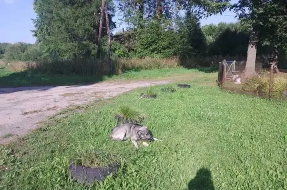 Найдена собака, , фото: Собака найдена: Малые Дорки, Новая