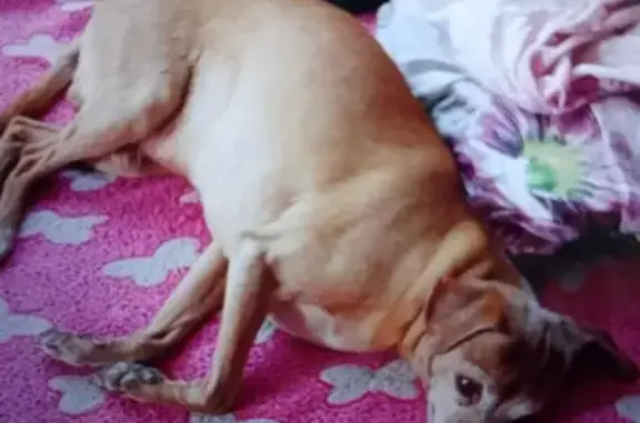 Потерянные животные Канск, фото: Пропала собака, ул. Земледелия 53, Канск